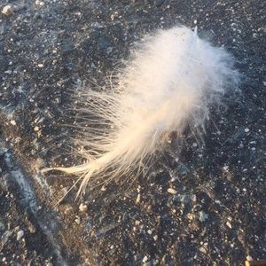 Meet your Posher, Jody